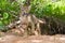 Coyote pups exploring outside den