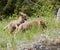 Coyote pups playing in grass