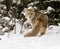 Coyote, rear view, in deep snow with conifers in background