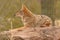 Coyote Resting On Desert Rock