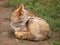 Coyote resting on the ground