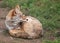 Coyote resting on the ground