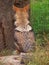 Coyote resting on the ground