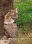 Coyote resting on the ground