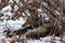 Coyote resting under a bush and yawning in the snow in Yosemite