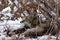 Coyote resting under a bush and yawning in the snow in Yosemite