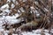 Coyote resting under a bush and yawning in the snow in Yosemite