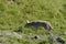 Coyote running on the grass in Yellowstone National Park