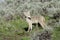 Coyote running on the grass in Yellowstone National Park