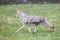 Coyote Running in Yellowstone Park Meadow