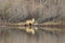 Coyote(s) in Bosque del Apache national wildlife refuge in New Mexico,USA