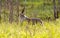 Coyote in Saskatchewan