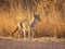 Coyote searches terrain in hopes of finding his next meal