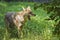 Coyote Showing Teeth