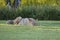 Coyote sleeping on the grass
