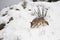 Coyote sniffing the snowy ground