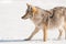 Coyote in Snow - Yellowstone National Park