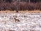 Coyote in Snowy Field