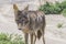 Coyote stalk on roadside in desert area.