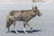 Coyote stalk on roadside in desert area.