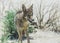 Coyote stalk on roadside in desert area.