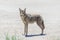 Coyote stalk on roadside in desert area.