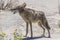 Coyote stalk on roadside in desert area.