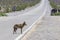 Coyote stalk on roadside  in desert area