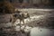 a coyote stalks through a polluted riverbed in search of prey.