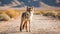 Coyote standing in the desert. Wildlife image of a coyote standing in the sun. Coyote in the wild looking at the camera