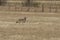 Coyote standing in a field