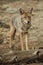 Coyote standing near a log in Yosemite National Park.