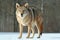 Coyote standing in a snowy field