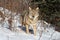 Coyote standing in a snowy field