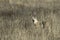 Coyote stands in the dry grass field