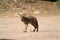 Coyote stands on the sand in the Mojave Desert