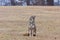 A Coyote Stiing in a Prairie