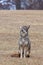 A Coyote Stiing in a Prairie