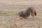 A Coyote Stretches in a Prairie