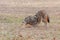 A Coyote Stretches in a Prairie