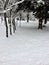 Coyote tracks in the snow going through the forest.