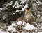 Coyote under deep cover in snow looking for next meal in winter