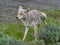 Coyote Urinates on Green Bush