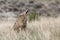 Coyote vocalizing on prairie