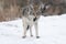 Coyote with Vole (mouse)