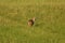 Coyote walking through agricultural field
