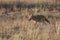 Coyote walking in grass