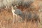 Coyote walking in grass