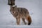 Coyote walking in the snow