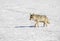 Coyote walking in snow, nursing mother